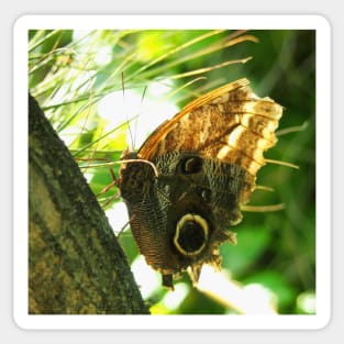 Mournful Owl Butterfly Sticker